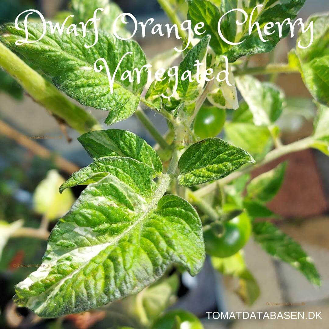 Dwarf Orange Cherry (variegated)